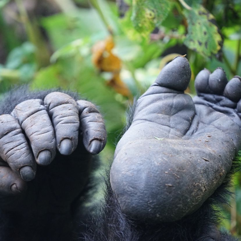 Mindenki róluk beszél: megmutatták a világ legritkább ikreit