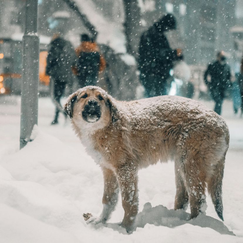 Sós levesben úszó természet? Ezért ne sózd a járdát!