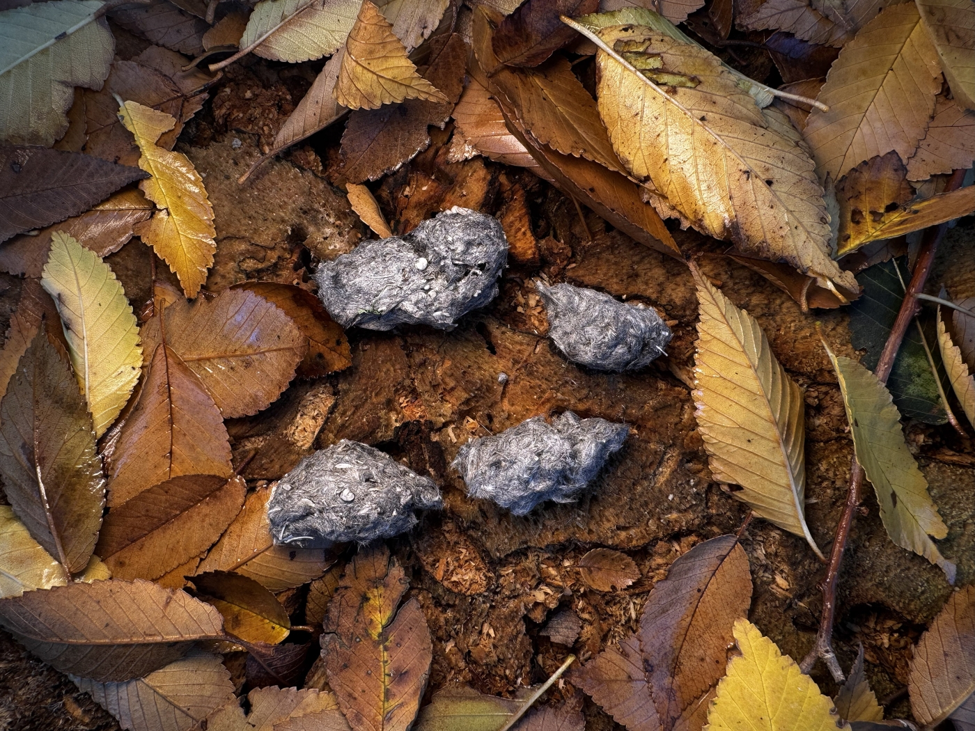 Jó jel, ha ilyen fura csimbókot találsz a kertben