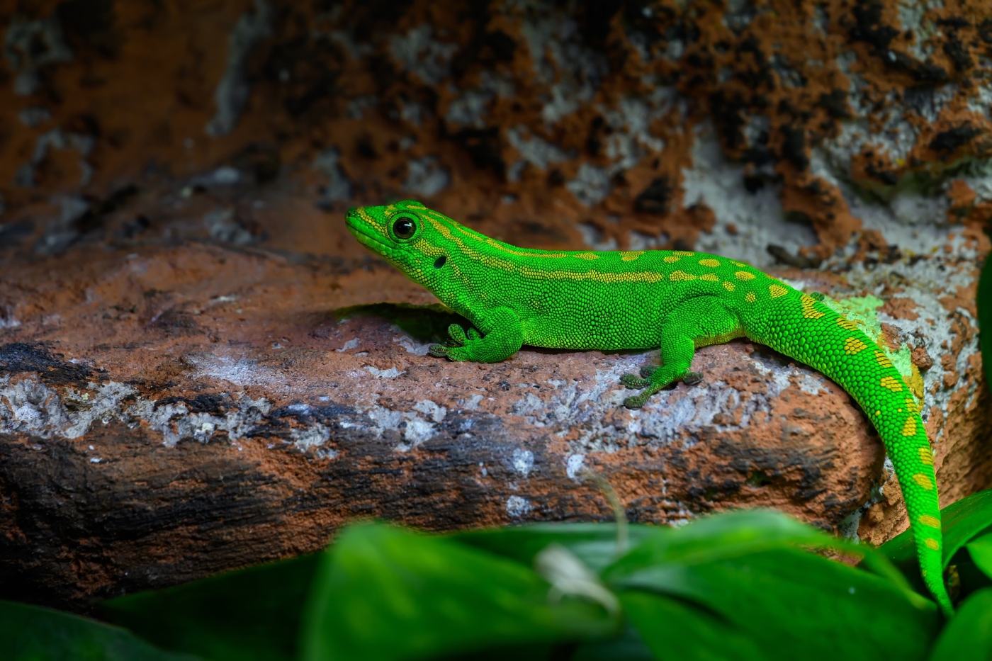 Állatok a terráriumban – Emberi önzés vagy természetszeretet?