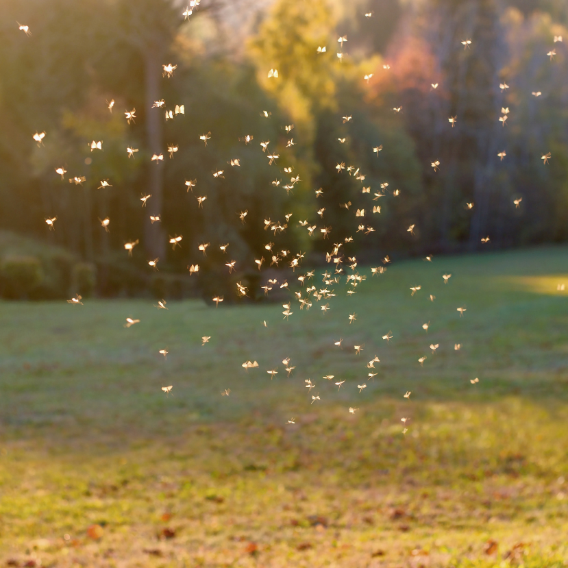 Ha kivágjuk a fákat, megesznek minket a szúnyogok