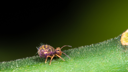 Több figyelmet érdemelnek ezek az apróságok – Az ugróvillások rendbe teszik a talajt