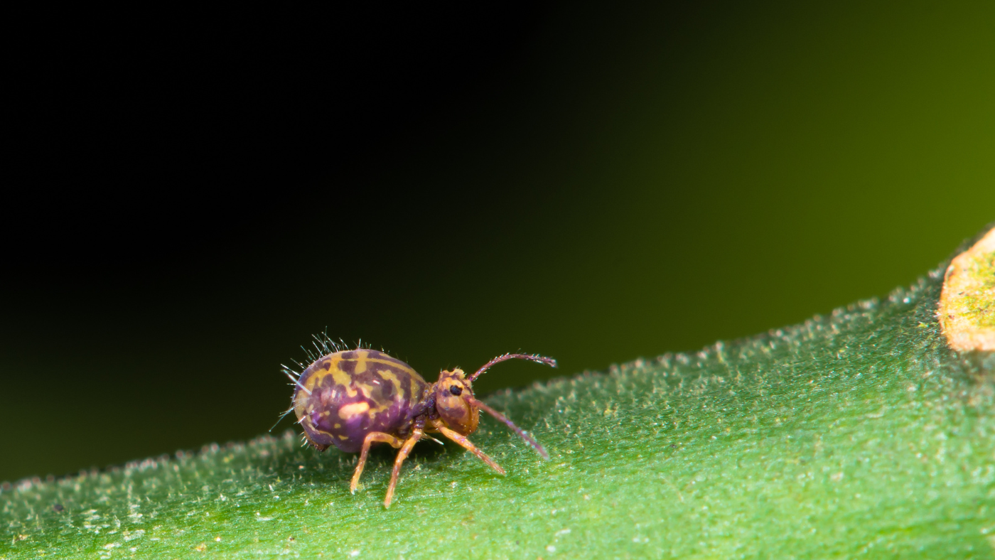 Több figyelmet érdemelnek ezek az apróságok – Az ugróvillások rendbe teszik a talajt