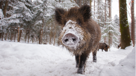 Hogyan vált Budapest a vaddisznók új otthonává? – Podcast
