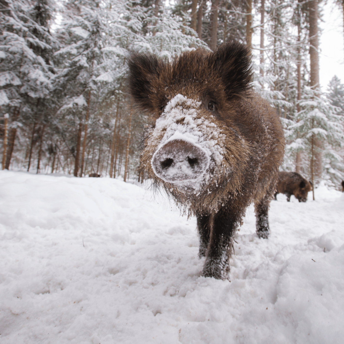 Hogyan vált Budapest a vaddisznók új otthonává? – Podcast