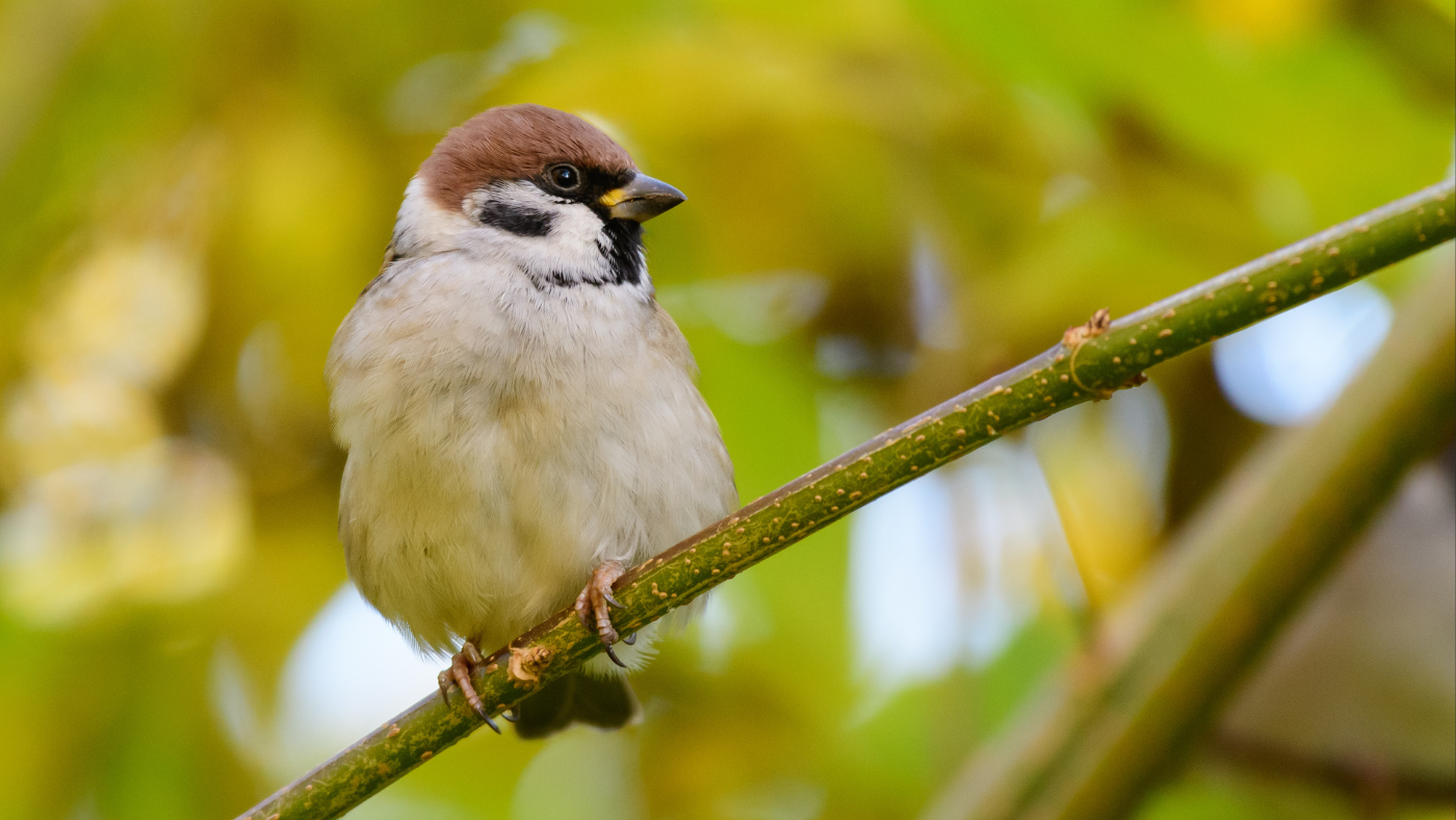 Mezei veréb, az alulértékelt kerti segítőnk