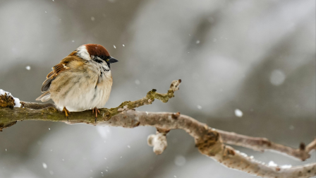 Alulértékelt kerti segítőnk, a mezei veréb