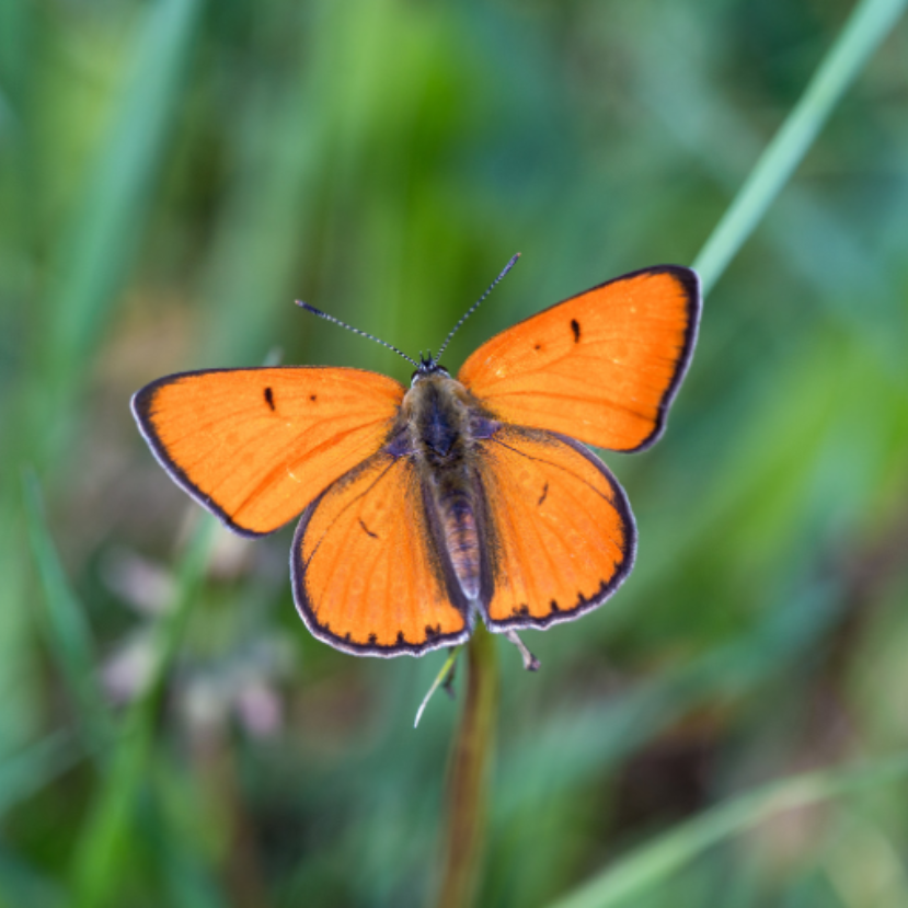 Veszélyeztetett faj képviselője az idei év lepkéje