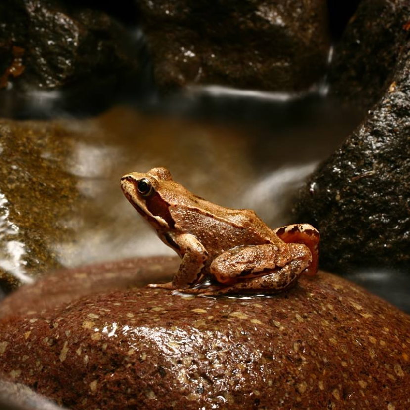 Februári vendégek a kerti tóban – Megjöttek az erdei békák!