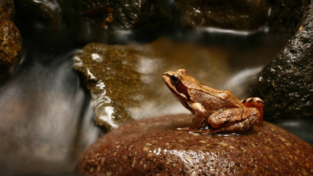 Februári vendégek a kerti tóban – Megjöttek az erdei békák!