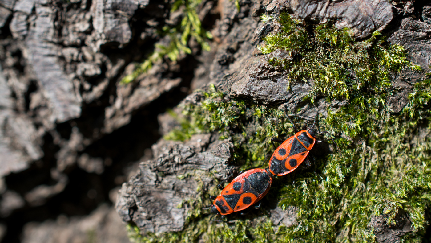 Verőköltő bodobács: a napimádó, társaságkedvelő poloska