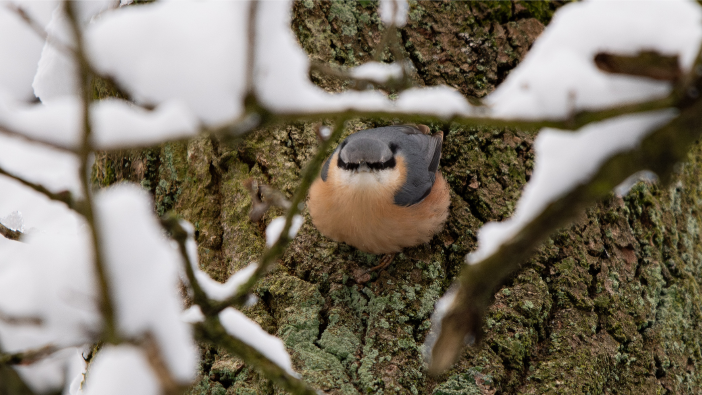 Kezdődik a madárkoncert – Így udvarol a csuszka!