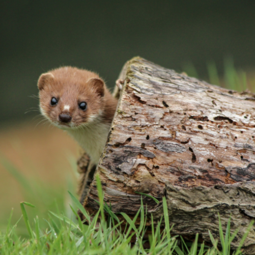 Ördöngös jószág lett az év emlőse!