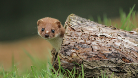 Ördöngös jószág lett az év emlőse!