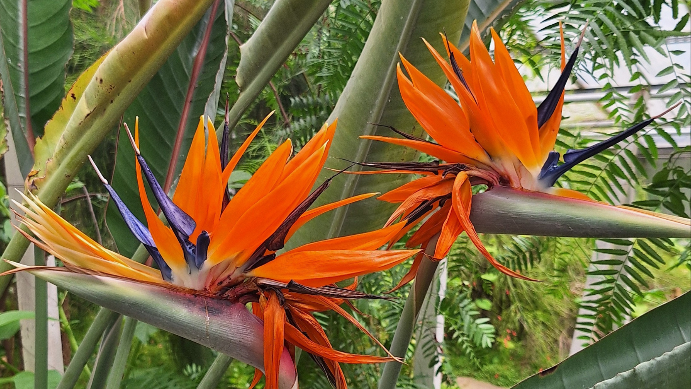 Gyógynövényes megoldás segíthet a gazdáknak – Interjú