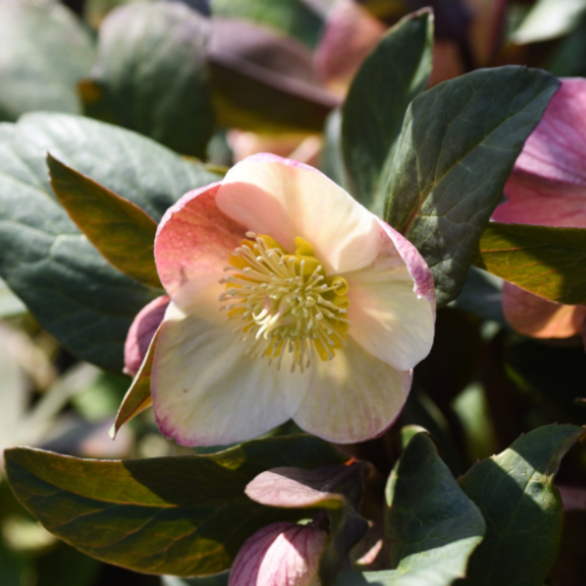 A tél lenyűgöző virágai – Ezek a növények fognak tavaszt varázsolni a kopár kertbe
