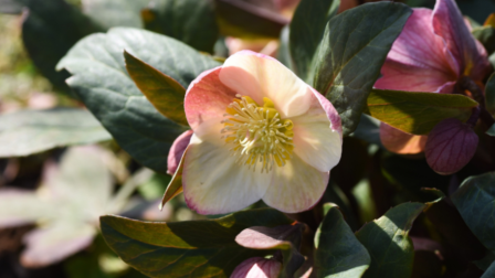 A tél lenyűgöző virágai – Ezek a növények fognak tavaszt varázsolni a kopár kertbe