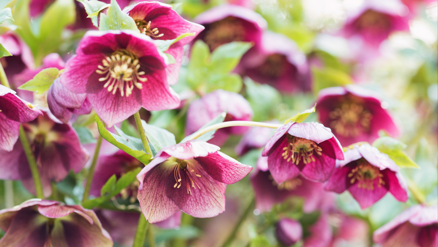 Már a hó alatt is hunyorog: az első életjel a kertben, a hunyor