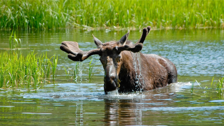 Zsigulival Skandináviában: Kalandozás Juhász Árpáddal a jávorszarvasok földjén