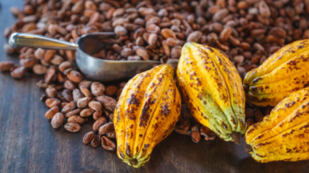 Idén kedvezőbben alakulhat a világ kakaótermelése
