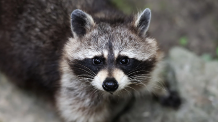 A hazai mosómedve-populáció óvatosságra int