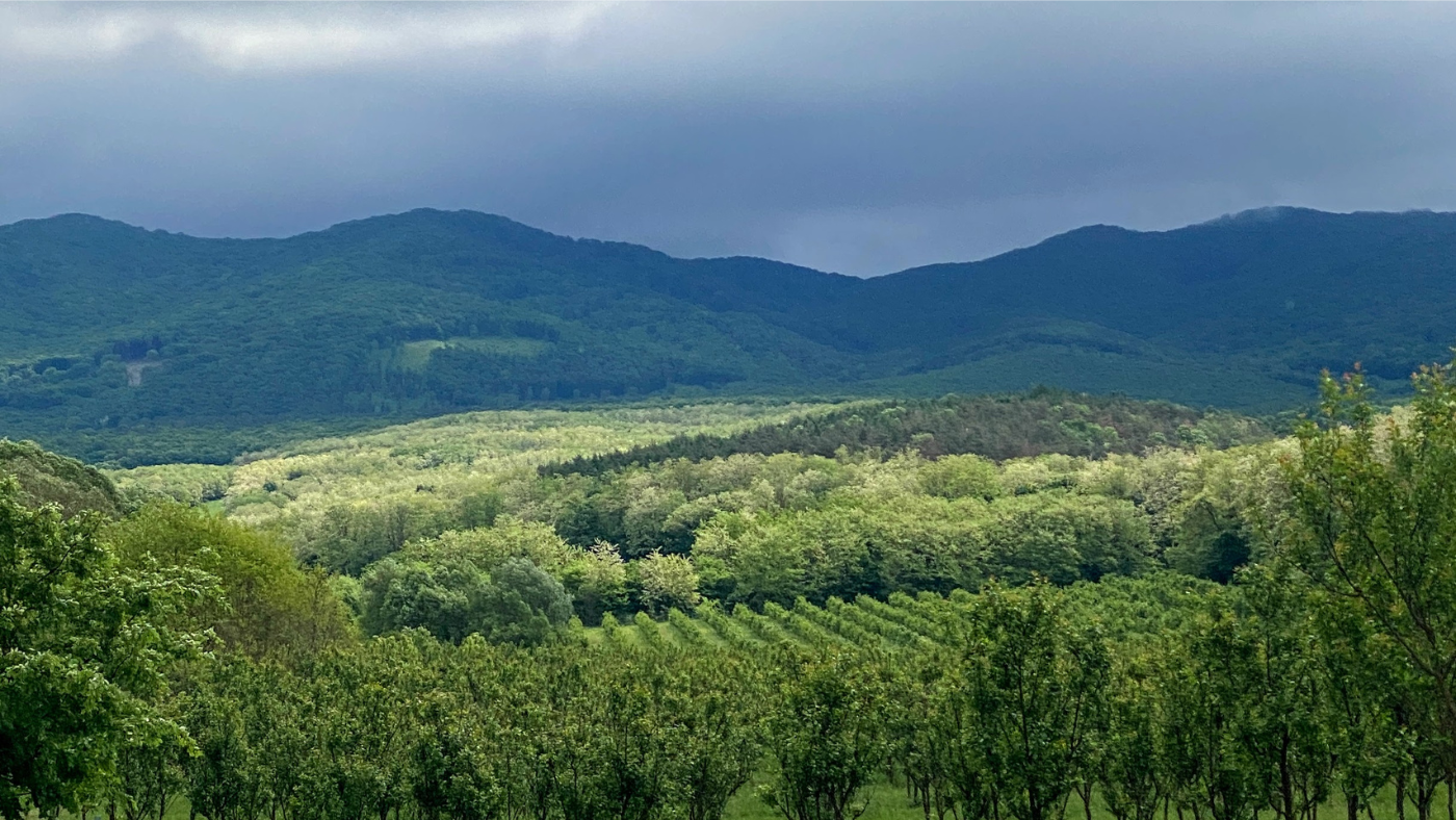 Fermentált italok valódi gyümölcsből: ilyet még nem kóstoltál! – Interjú