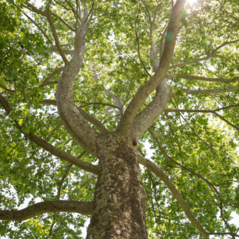 Európa legkedveltebb fája címért küzd egy magyar platánfa