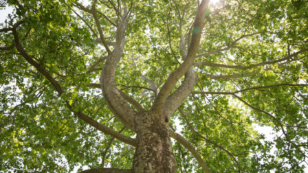 Európa legkedveltebb fája címért küzd egy magyar platánfa