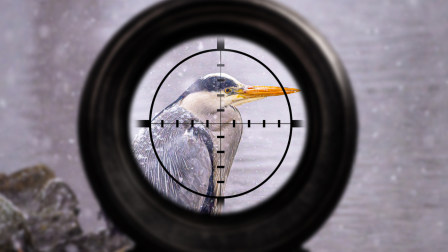 Légpuskával lövik a kerti tavakban halászó védett madarakat?