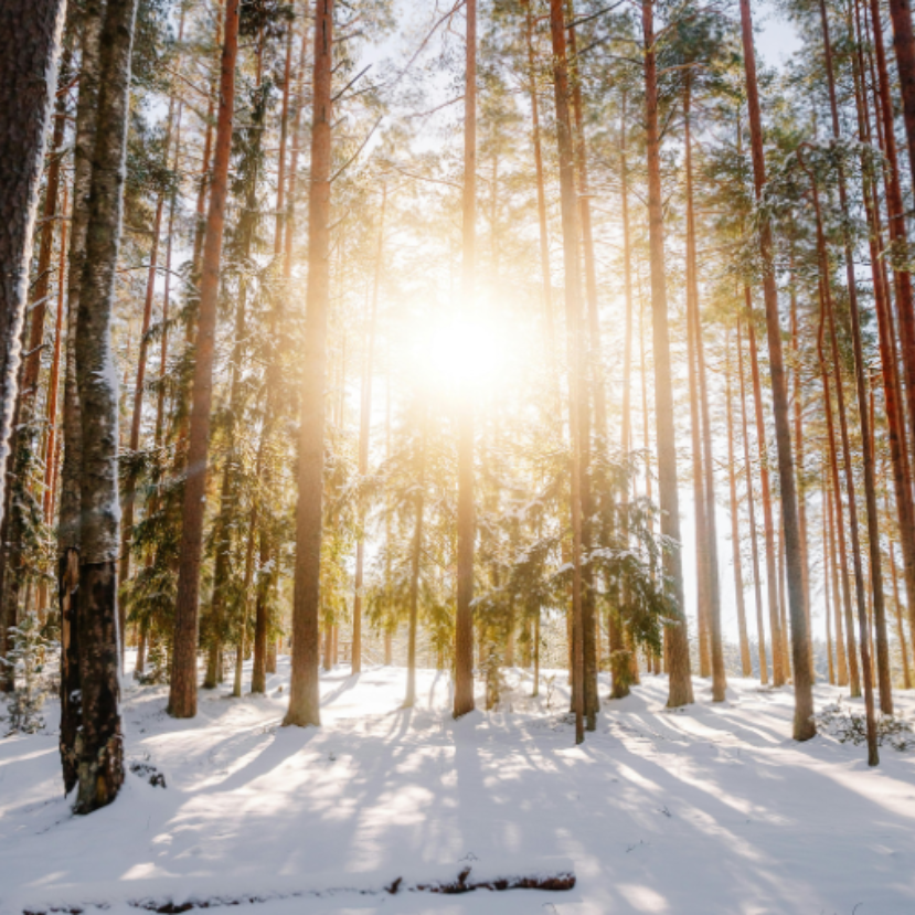 A magyar erdők jövője társadalmi kérdés