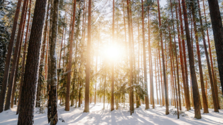 A magyar erdők jövője társadalmi kérdés