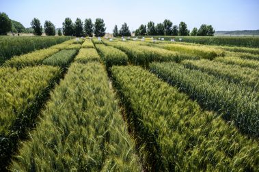 Változatosság a termőföldtől a tányérunkig – Több mint 50 régi génbanki fajtát tesztelnek a „Mindennapi kenyerünk” mintaprogramban