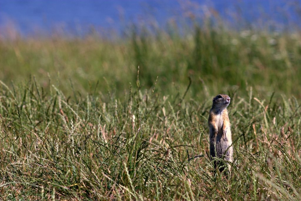 Sok lehetőséget kínál a LIFE program