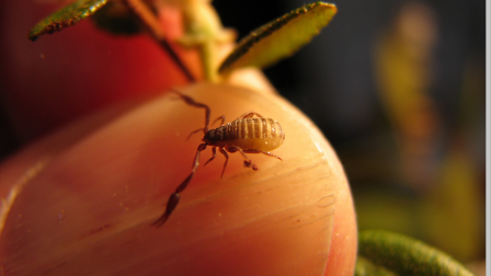 Apró skorpiók a lakásban – Nem kell félni tőlük!