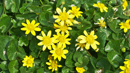 Salátaboglárka: egy növény, amely gyönyörű, sárga virágszőnyeget alkot