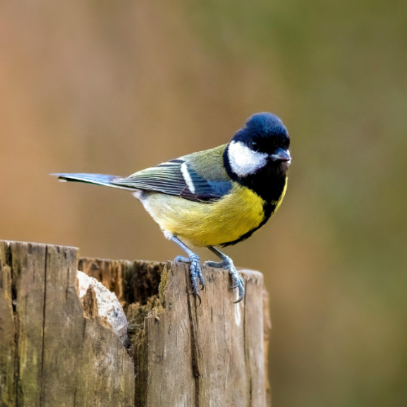 Mindenkit hív a Tavaszi természetles