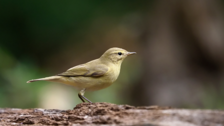 Csilpcsalpfüzike – Egy madár, melynek különleges éneke a tavaszt jelzi