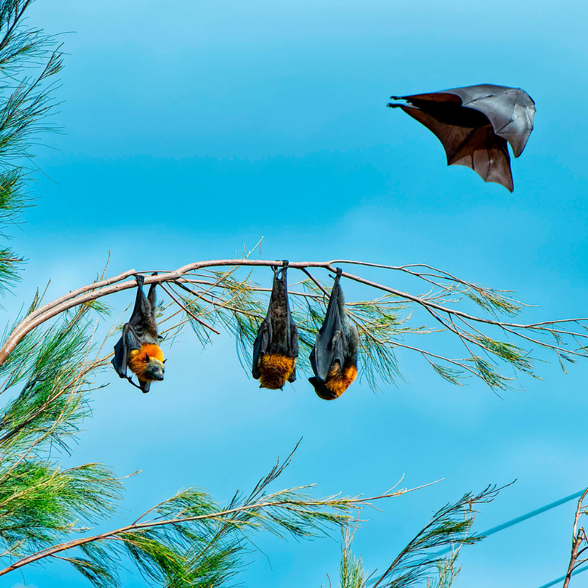 Juhász Árpád állati kalandjai: szemtelen majmok, barátságos denevérek és egy valódi bamba mamba 