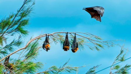 Juhász Árpád állati kalandjai: szemtelen majmok, barátságos denevérek és egy valódi bamba mamba