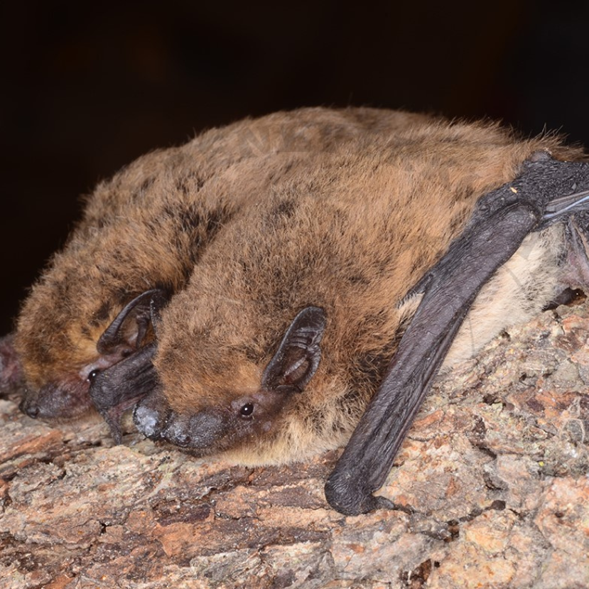 Öreg erdeinkkel együtt a denevérek is mennek a biomassza-erőművekbe?