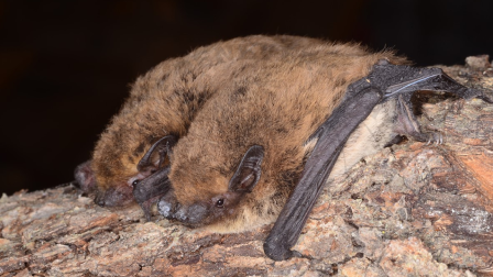 Öreg erdeinkkel együtt a denevérek is mennek a biomassza-erőművekbe?