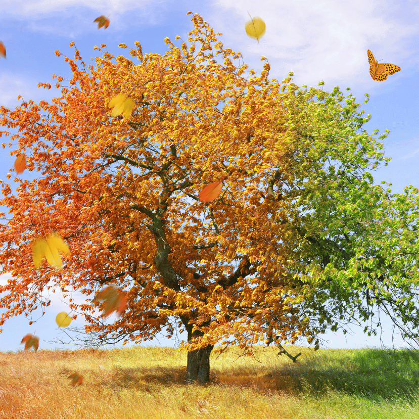 Eltörlik a négy évszakot: így hívják őket ezután!