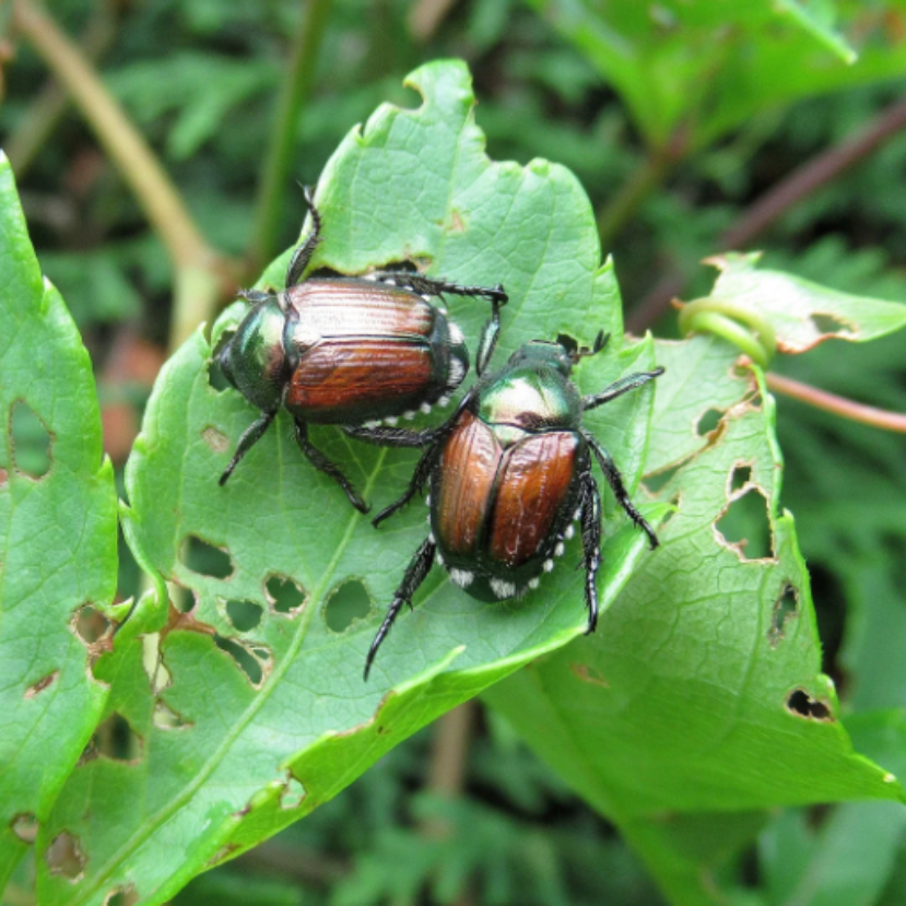 Az inváziós fajok terjedéséről és kezeléséről született hiánypótló kiadvány