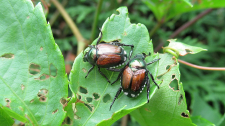 Az inváziós fajok terjedéséről és kezeléséről született hiánypótló kiadvány