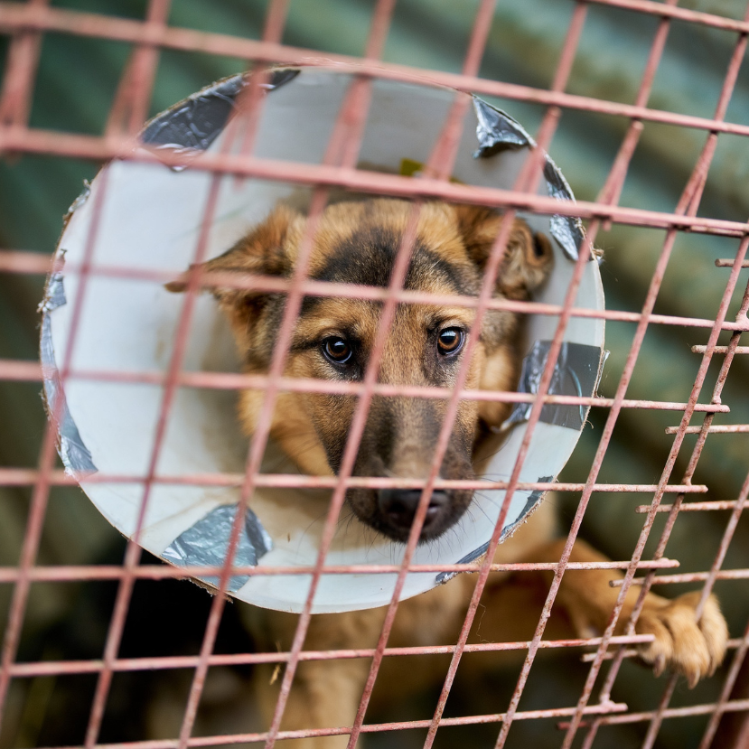 Nagy támogatás a hazai ivartalanítás elősegítésére