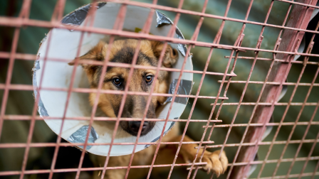 Nagy támogatás a hazai ivartalanítás elősegítésére
