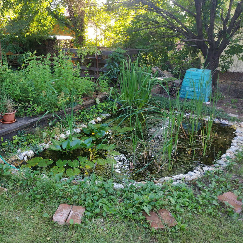 Így készíts kerti tavat, ha a békákat szeretnéd segíteni!