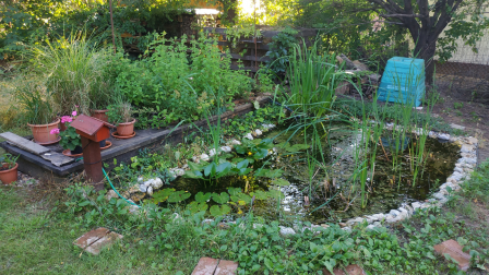 Így készíts kerti tavat, ha a békákat szeretnéd segíteni!