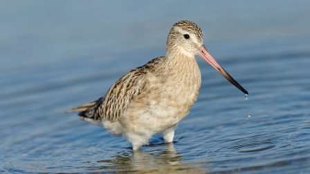 Hazánkban is megfigyelhetjük a világrekorder madárfajt