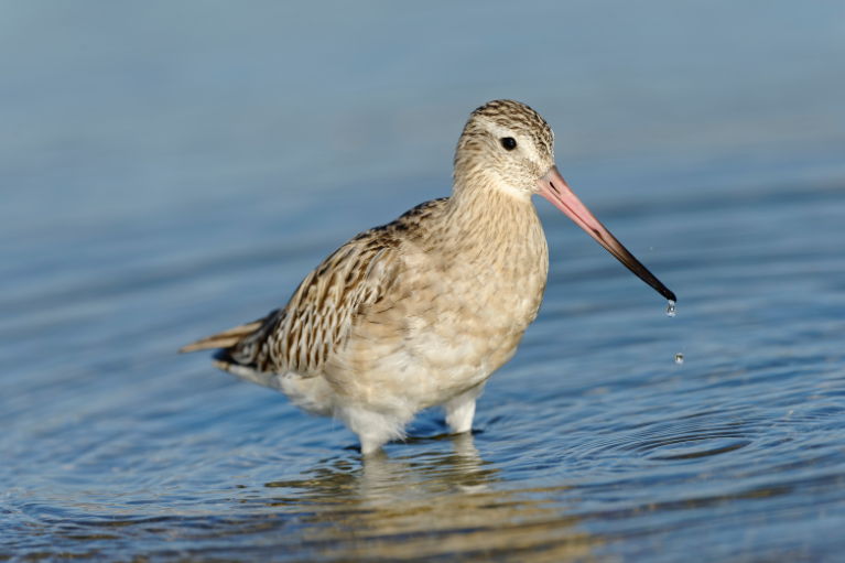 Hazánkban is megfigyelhetjük a világrekorder madárfajt